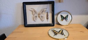 3 x Schmitterlinge Attocas Atlas Papilio Thoas Urania ripheus mit Schaukasten - Bild 1 von 7