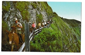 MOLOKAI MAULTIERRITT Kalaupapa Halbinsel Menschen reiten auf Trail Hawaii HI Postkarte - Bild 1 von 2