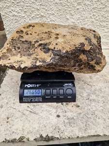 CORAL FOSSILS Large Almost 27KG, 40x30x20cm. Scottish FOSSIL From HELMSDALE. - Picture 1 of 7