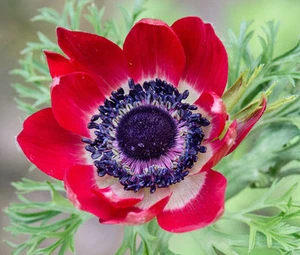 ANÉMONA ROJA Anemone Multifida Rubra - 100 semillas a granel - Imagen 1 de 1