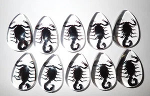 Cabochon Black Scorpion Pear Shape (cut top) 46x30 mm Clear 18 pieces Lot - Picture 1 of 18