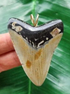 5,7 cm bellissimo dente grigio-marrone del megalodonte come ciondolo - squalo dente di squalo - Foto 1 di 6