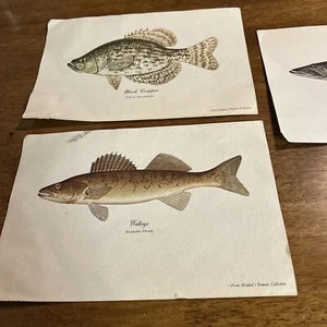 3 VINTAGE ORIGINAL HEDDON’S FAMOUS COLLECTION BLACK CRAPPIE-WALLEYE-MUSKELLUNGE - Picture 1 of 8