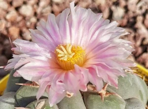 Thelocactus Hexaedrophorus Pot 10cm Big Plant, Beautiful Shape - Imagen 1 de 5