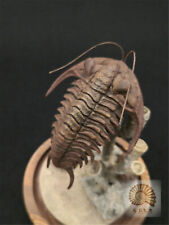 1/1 Trilobite Scene Fossil Model Arthropod Animal Decor Trilobita Collector Toys