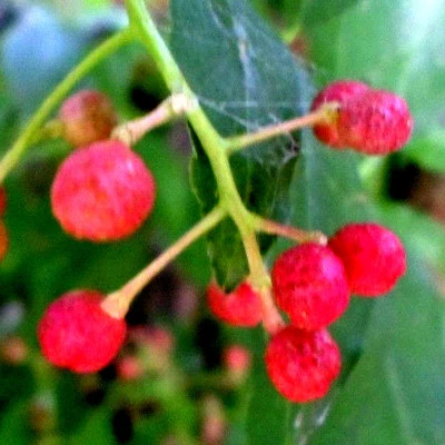 Roter Pfeffer, Szechuanpfeffer(Zanthoxylum piperitum) winterhart, Baum 30 cm - Bild 1 von 2