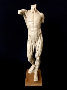STUDIO ANATOMICO ÉCORCHÉ scultura figurativa in RESINA, scorticato FIGURA INTERA - Foto 1 di 5