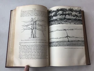 Vintage 1945 Grapes Wines Home Vineyards HC Book Photographs Viniculture Recipes - Imagen 1 de 12