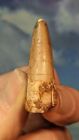 Spinosaurus Dinosaur Tooth. 100 Million Years Old 44mm. As Shown. Boxed