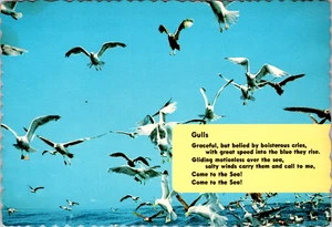Vintage Postcard-Sea Gulls- Unposted  - Picture 1 of 2