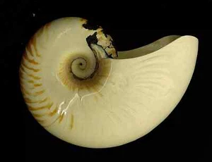 FS/Nautilus/Allonautilus/perforatus 160mm Large Size - Picture 1 of 7