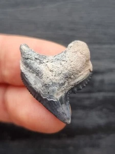 2,7 cm Diente de Tiburón Tigre con Esmalte Azul - Diente Tiburón Fósil - Imagen 1 de 3