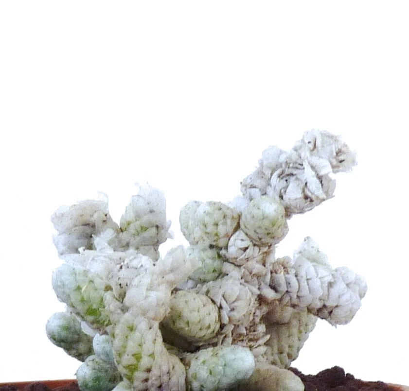 rare Anacampseros albissima SUPER white cluster !!! no variegated agave 9830 - Image 1 of 4