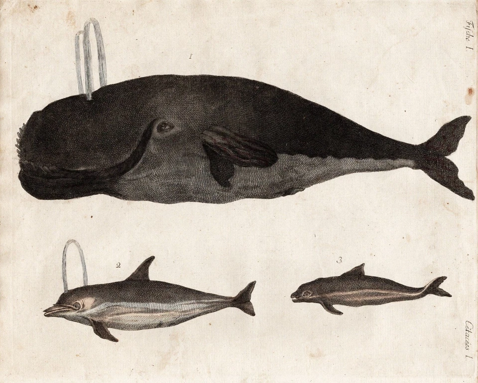Wal Delfin dolphin whale Wale Kupferstich Bertuch engraving antique print 1792 - Bild 1 von 1