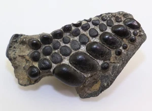 Fisch, Gyrodus sp., Jura, Kimmeridge, Le Portel, Pas-de-Calais, Frankreich -L568 - Picture 1 of 6