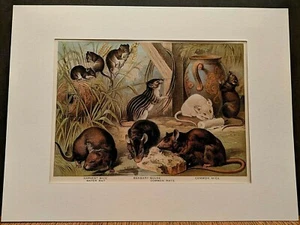 1880 Henry J Johnson Mice Rat Mouse Plate LIII Rodentia Art Print Matted - Picture 1 of 6