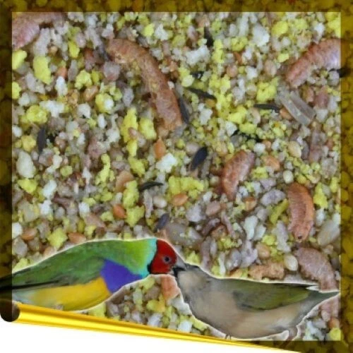 Complet Exotic 1kg trockenes Eifutter extra für Exoten Vögel Aufzuchtfutter - Bild 1 von 1