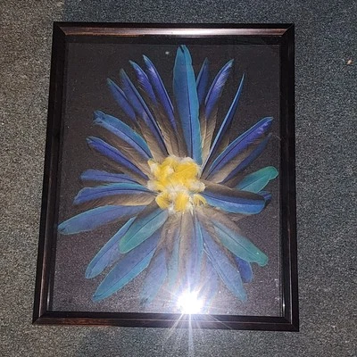 展示盒后面的蓝色和金色 Mcaw 羽毛。 — 第 1/2 张图片