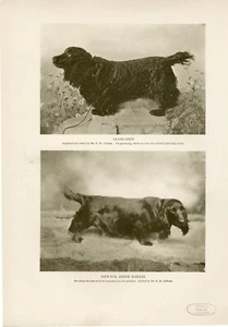 FIELD SPANIEL NAMED DOGS ORIGINAL ANTIQUE DOG PRINT PAGE FROM 1906 - Picture 1 of 1