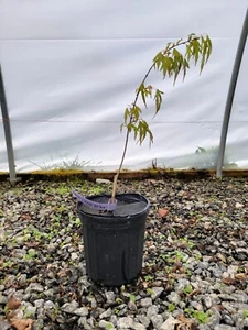 Acer buergerianum 'Mino yatsubusa' Dwarf Trident Maple 1 gallon - Picture 1 of 3