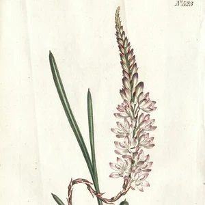 Rare 1801 Curtis Hand-Color Engraving No. 523 IXIA FISTULOSA, HOLLOW-LEAVED IXIA - Picture 1 of 7