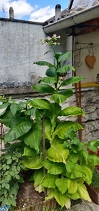 Burley Rauchtabak, Tabak Samen Nicotiana Tabacum - Bild 1 von 7