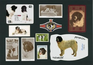 NEUFUNDLAND BERITTENES SET VINTAGE HUND SAMMELKARTEN BANDS & BRIEFMARKEN - Bild 1 von 1
