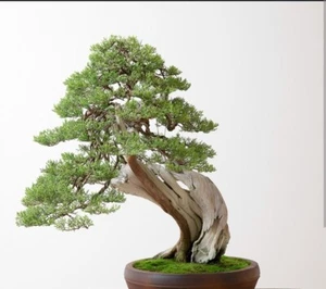 Caifornia Juniper Bonsai Seeds - Picture 1 of 2