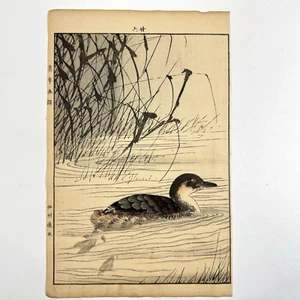 Japanese Woodblock Print “Little Grebe” from “Keinen Kacho Gafu” Bird - Picture 1 of 13