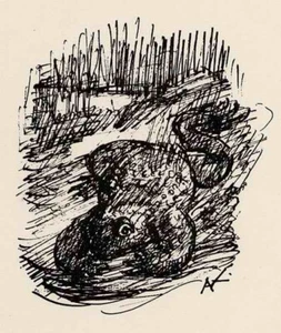 Alfred KUBIN - KRÖTE - Strichätzung 1952 monogram. - Picture 1 of 1