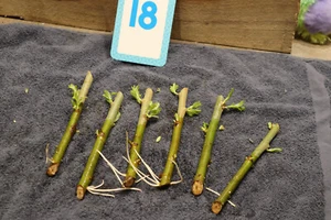Rooted Black Willow cuttings, pics taken 4/11/25 Fast growing trees, Lot # 18 - Picture 1 of 5