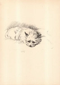 Arte de pared vintage de la década de 1940 con impresión de Cairn Terrier decoración ilustración de Lucy Dawson 6488c - Imagen 1 de 1