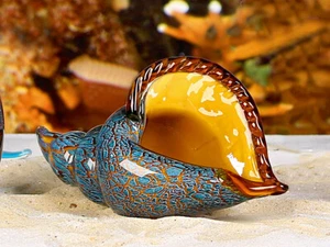 Casablanca Design Glasart Dekoobjekt "Riesenmuschel" 27736 Style Modern ART - Bild 1 von 3