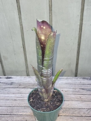Billbergia x  Darth Vader  rare  bromeliad  4''pot - Image 1 of 3
