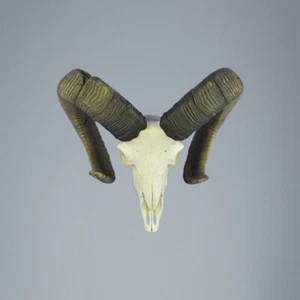 767MU Trofeo di caccia di muflone, corna 74-72cm C.22cm IT - Imagen 1 de 3