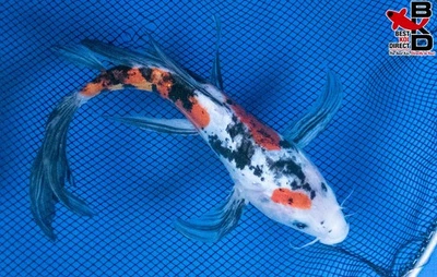 9" BUTTERFLY DOITSU SANKE Live Koi Fish Garden Pond 11/1 - Image 1 of 4