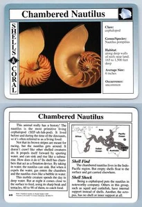 Chambered Nautilus #4.8 - Shells & Coral - Treasures Of The Earth Grolier Card - Picture 1 of 1