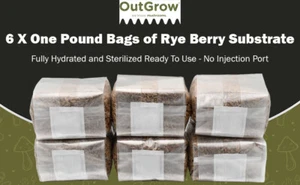 Sterilized Rye Berry Grain Spawn Bags | 6 Pack of One Pound Bags | Out Grow - Picture 1 of 8