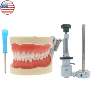 US Dental 32PCS Typodont Teeth  Model for KilgoreNissin 200 Exam M8012 Removable - Picture 1 of 34