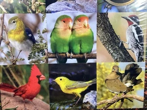 Springbok 500 Pc Puzzle Songbird Symphony 20 x 20" Factory Sealed Birds - Picture 1 of 11