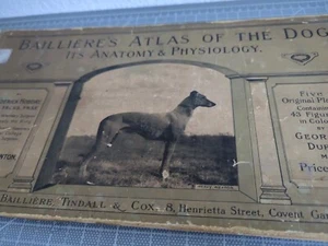 Bailliere's Atlas of the Dog London: Bailliere, Tindall & Cox 1921 - Imagen 1 de 17