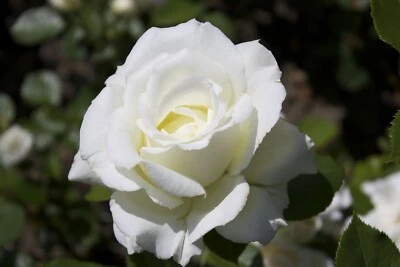 White Rose Seeds - Garden Plant Flower - Viable Seeds - UK Stock - FREE POSTAGE - Image 1 of 2