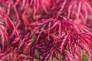 10 Red Dwarf Japanese LACELEAF MAPLE Tree Acer Palmatum Atropurpureum Seeds - Picture 1 of 9