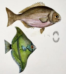 1833 H. Schinz (b1777) Angelfish, Apogon reef fish, handcol. stone lithograph - Picture 1 of 4