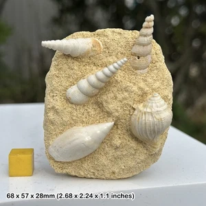 Fossil shell block, miocene age from france - Picture 1 of 1