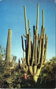 Postal Saguaro K165 más grande del mundo sin publicar - Imagen 1 de 2