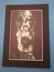 Impresión de 5" x 7" enmarañada 4" x 6" de retrato de perro cachorro Setter inglés - Imagen 1 de 2