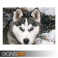 SIBERIAN WOLF (3562) Animal Poster - Picture Poster Print Art A0 A1 A2 A3 A4