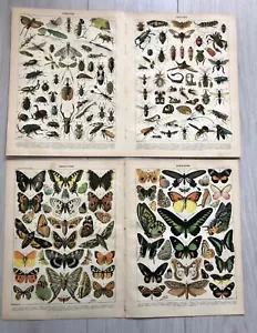 4 Grandes Planches CHROMO année 1905 Papillons & Insectes / Butterflies Insects - Foto 1 di 5