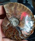 Spécimen de conque flash coquille naturelle d'ammonite pierre fossile rouge vert rouge - 171,55 g